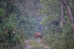 Sambar