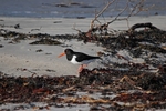 Oystercatcher