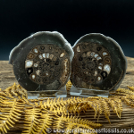 Cut & Polished Whitby Ammonite 043