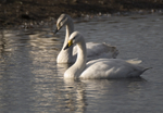 Whooper Swan
