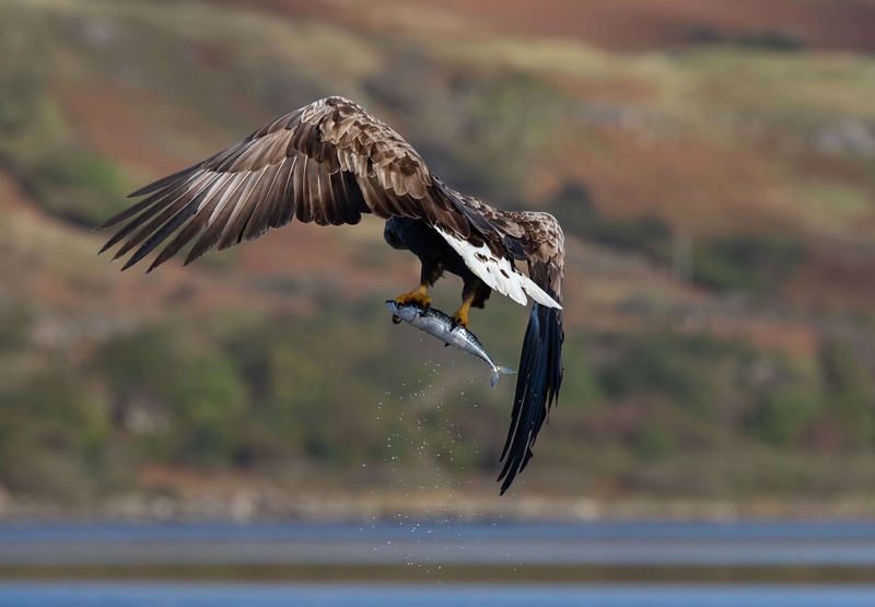 White Tailed Eagle - Isle of Mull - Scotland