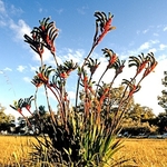 Kangaroo Paws