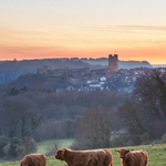 Highland Cattle - Sunset