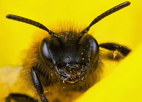 [i]Andrena bicolor[/i] female, facial detail. Warwickshire, April 2013.