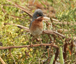Sub-Alpine Warbler