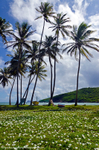 Flowers amongst the boats, Spring Bay, Bequia