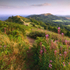 PS049 British Camp , Malvern Hills
