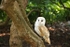 Barn Owl