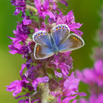 Common Blue (female) on Purple Loosestrife