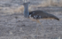 Kori bustard
