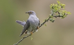 Male Cuckoo