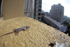 House gecko on balcony ledge in Kuala Lumpur in Malaysia.