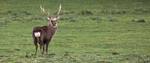 Sika Deer