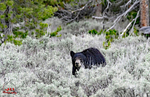 3HPhotography5-19-25_GTNP_116_