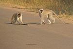 Vervet Monkeys - Krüger NP, South Africa
