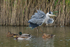 Fluffed-up Grey Heron & Mallards