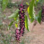 Levantine Pokeweed ( Phytolacca pruinosa)