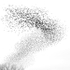 Blackbird Murmuration #2