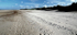 Holkham 8