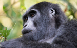 Bwindi (Nkuringo)