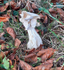 White Saddle
