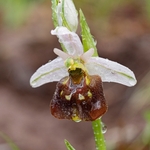 Small-patterned ophrys (Ophrys fuciflora ssp parvimaculata)