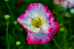 Opium poppy Papaver somniferum-6334