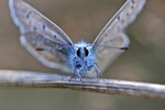 Common Blue