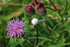Crab Spider
