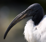 Captain Beaky