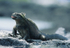 Marina Iguana (Fernandina)