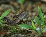 Fer-de-Lance (Bothrops asper) close-up, Costa Rica