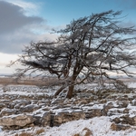 Juniper Tree Great Asby Scar