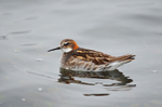 Red-necked Phalarope