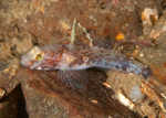 Lebetus scorpioides female