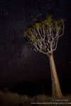 Quivertree and Milky Way