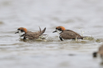 Two-banded Plovers bathing, Sea Lion Island, Falklands