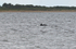 Bottlenose Dolphin