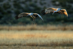 Sandhill Cranes landing at roost, Bosque del Apache, New Mexico