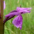 Brenne Orchid (Dactylorhiza brennensis)