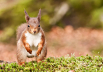Red squirrel