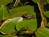 Edible Frog