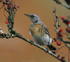 Fieldfare