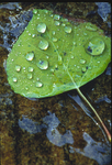 Aspen Leaf