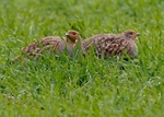Grey Partridge 3