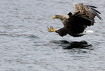 White tailed eagle, Loch na keal, Isle of Mull, Scotland