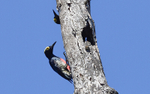 Yellow-Tufted Woodpecker