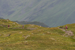 Howtown Fell Race Sunday 12th June 2022 portfolio