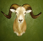 BURKETT