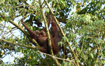 Danum valley